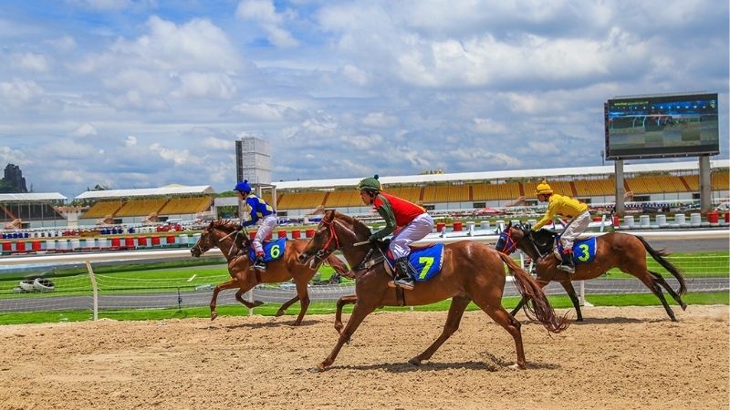 Đua Ngựa Sunwin Mô Phỏng Sinh Động, Cược Vui Trúng Lớn